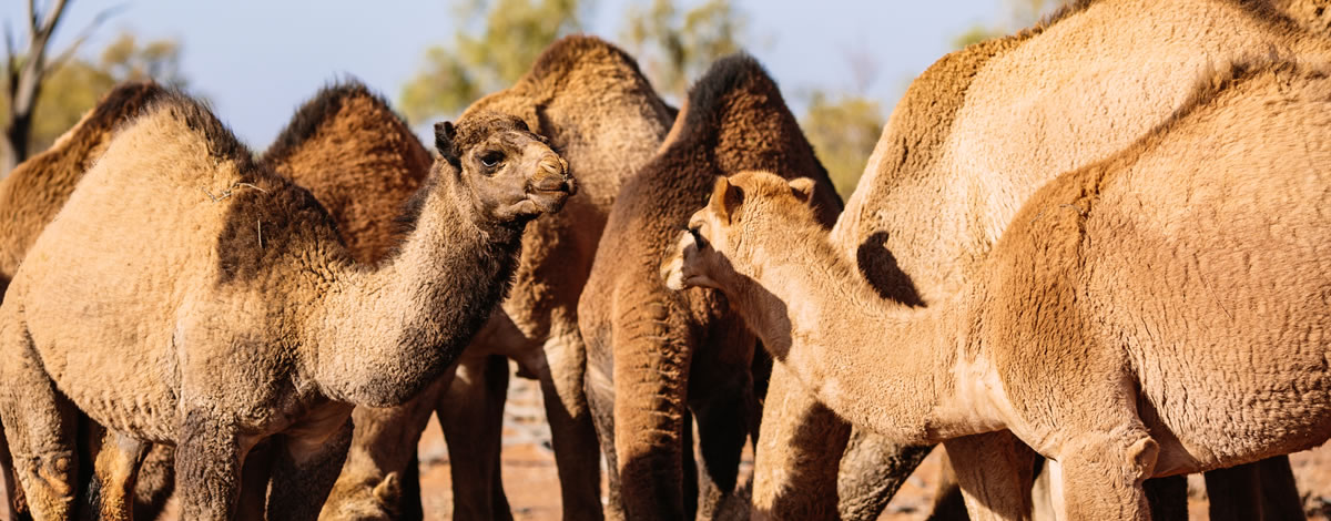 Camel Exports