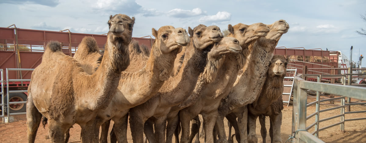 Camel Exports