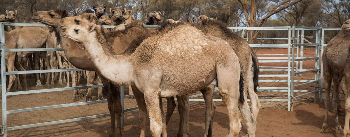 Camel Exports
